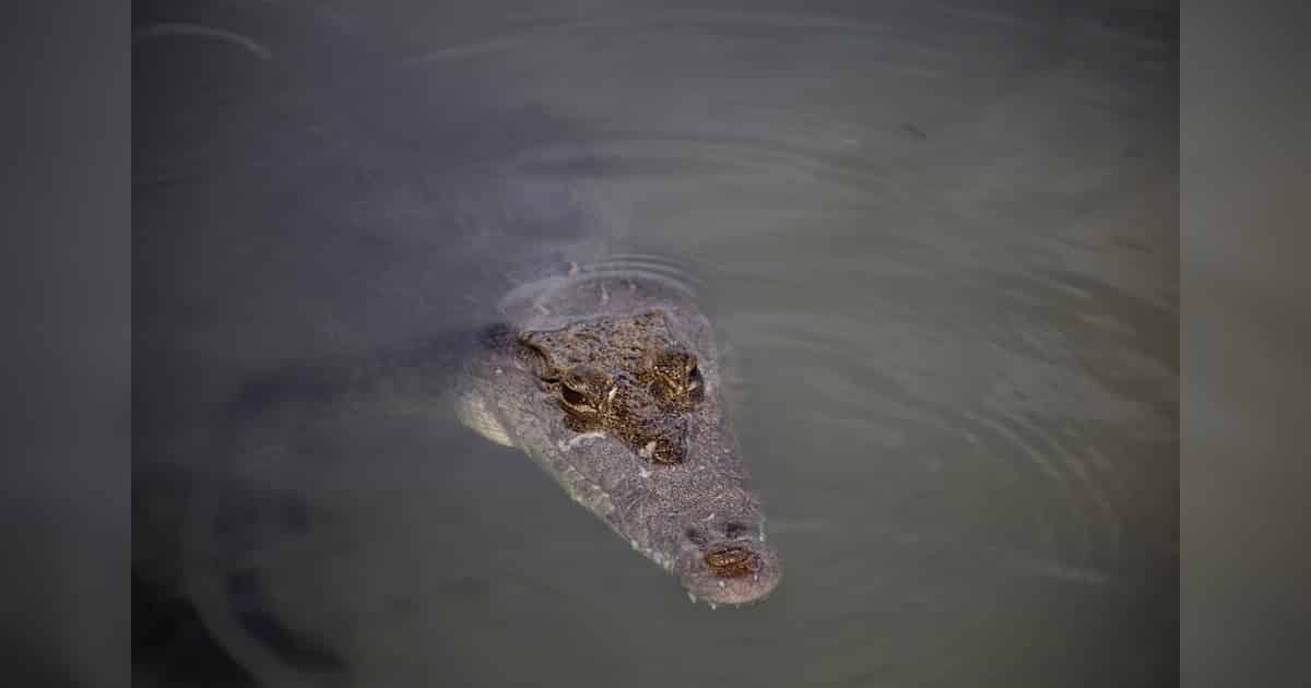 Enorme cocodrilo pasea en la laguna Bojórquez de Cancún, con sus crías -  MCV Noticias