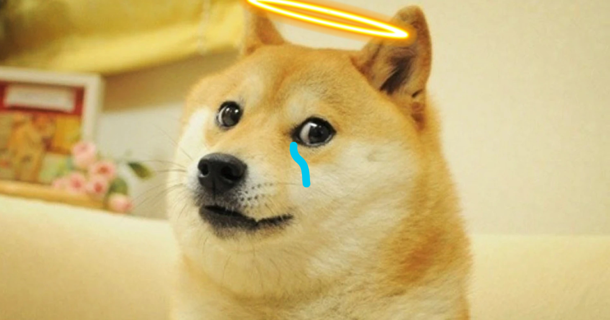 Muere Kabosu, la perrita detrás del meme de Doge