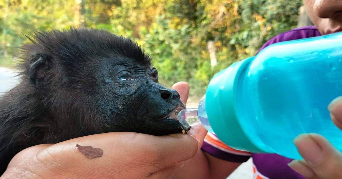 Solicitan donación de agua y alimentos para monos aulladores en Tabasco