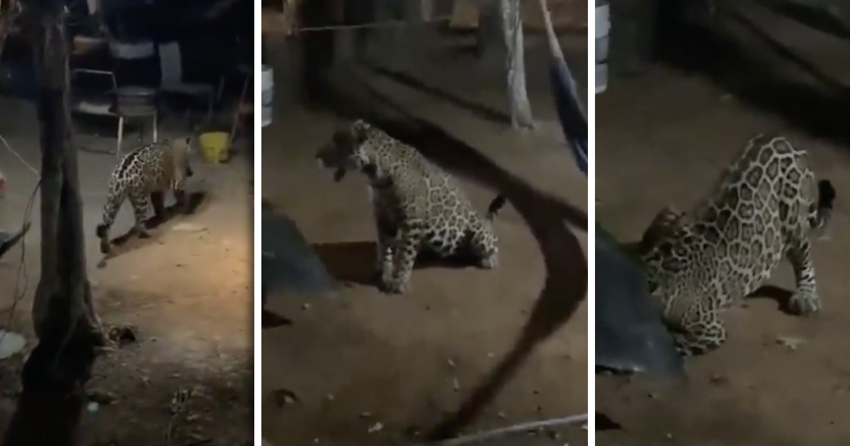 Captan a jaguar en colonia de Cancún