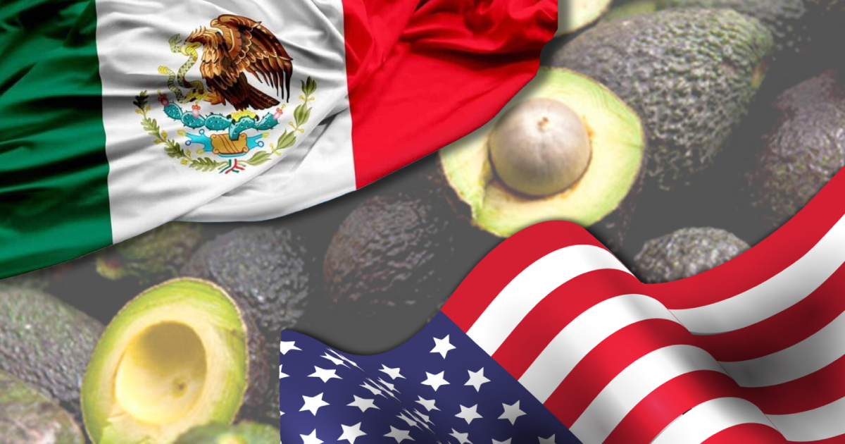 Estados Unidos suspende la importación de aguacate michoacano