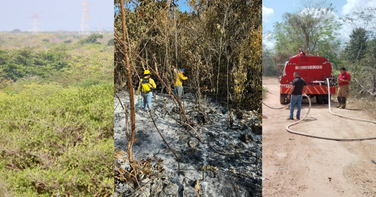 Mantienen monitoreo ante riesgo de incendios forestales en Puerto Morelos