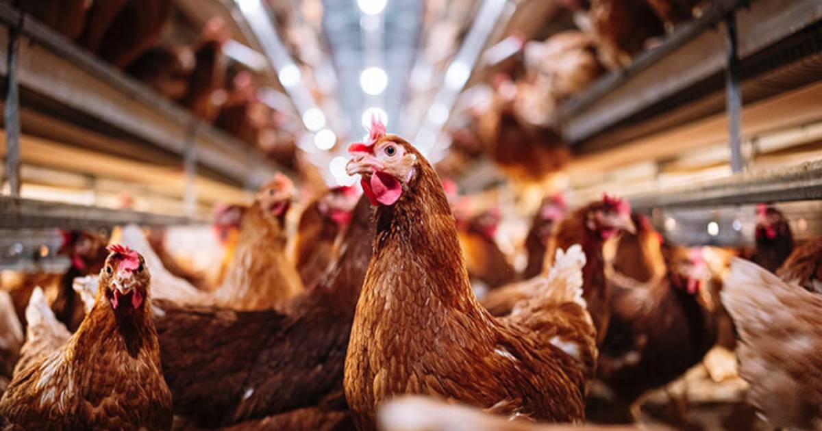 OMS pide estar alerta tras primera muerte por gripe aviar en México