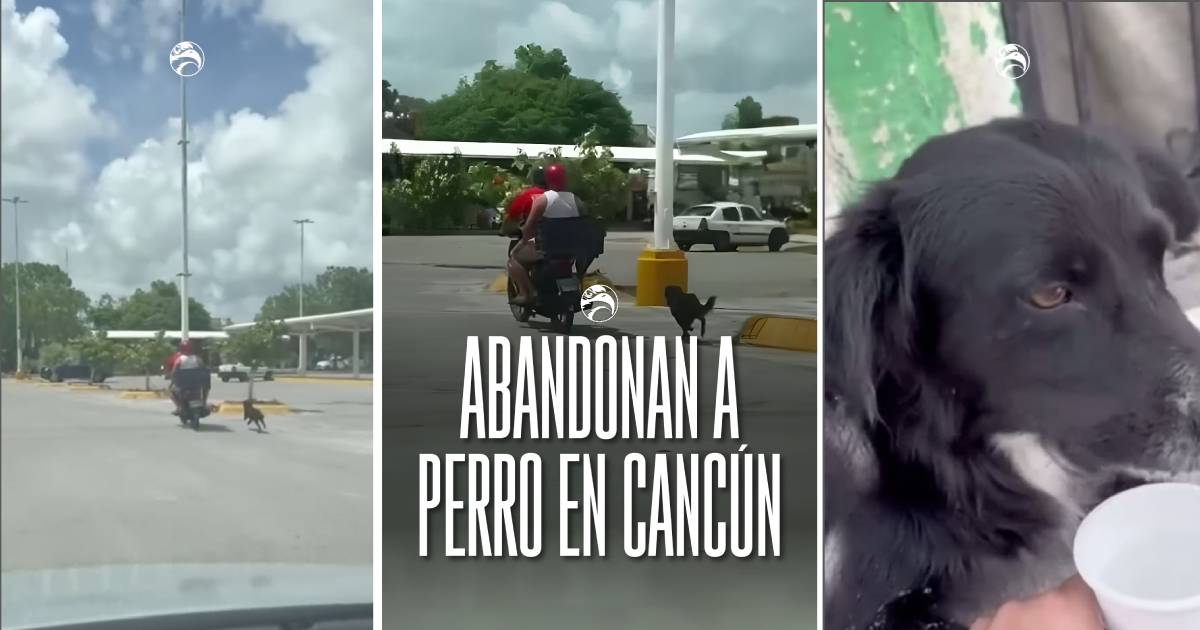 Abandonan a perro en Cancún