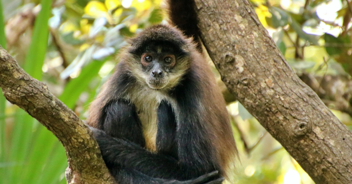 Akumal Monkey Sanctuary celebra nueve años de rescate y preservación de especies