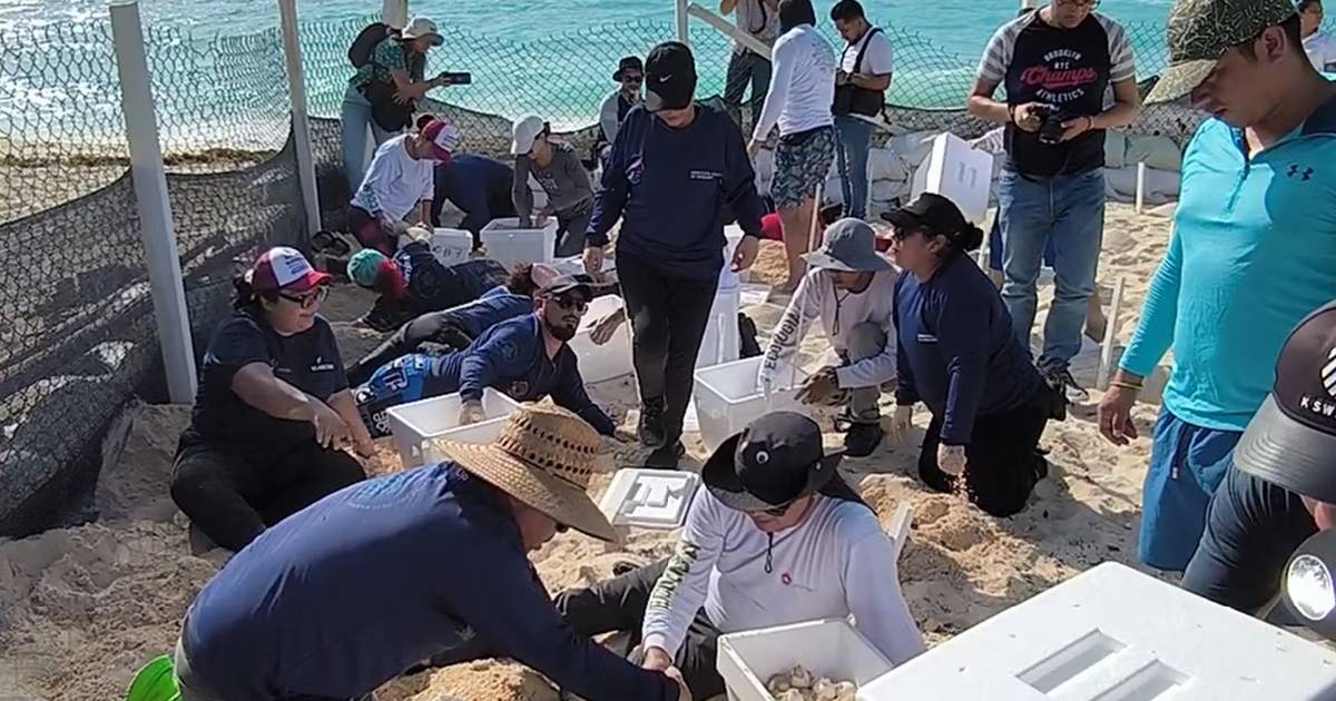 Buscan resguardar más de 105 mil huevos de tortuga marina en playas de Cancún