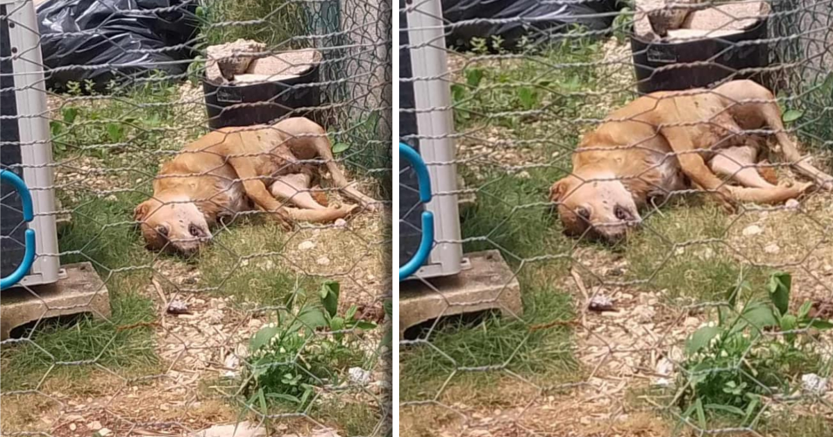 Familia de Playa del Carmen abandona a sus mascotas tras viaje