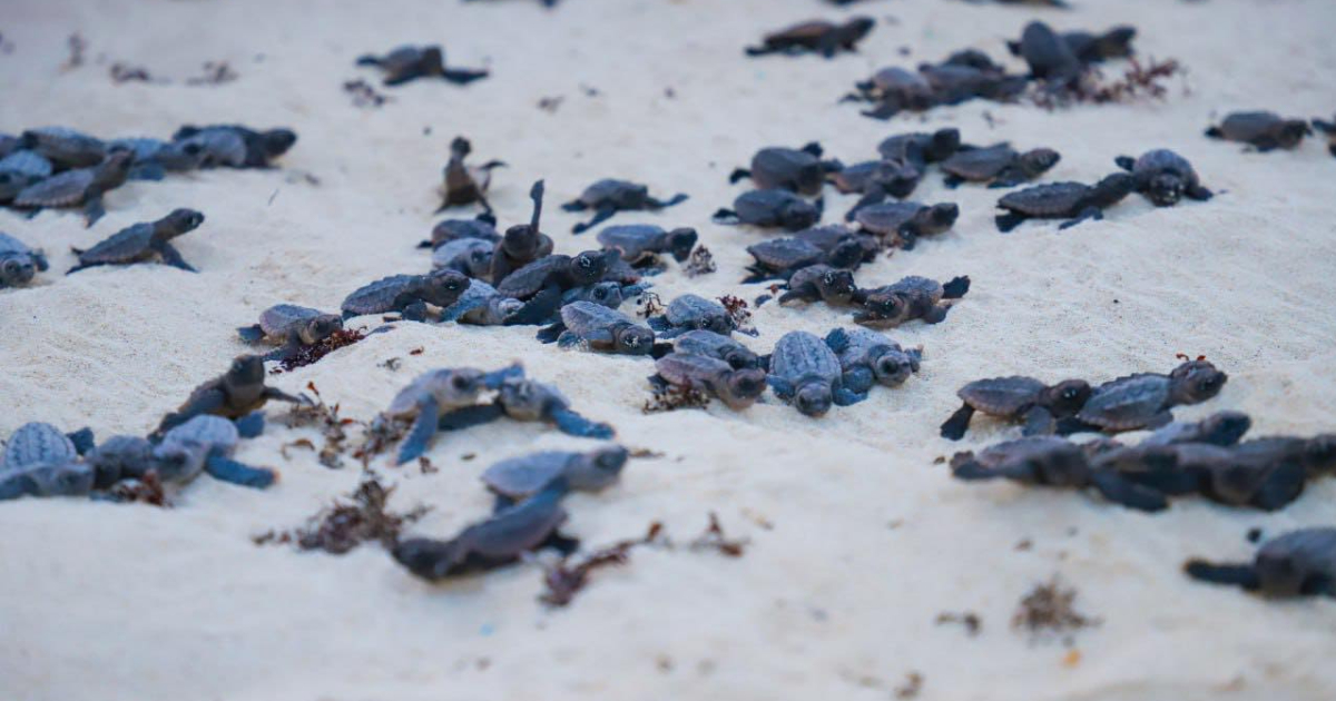 Liberan a tortuguitas marinas en la playa Chumul de Cozumel