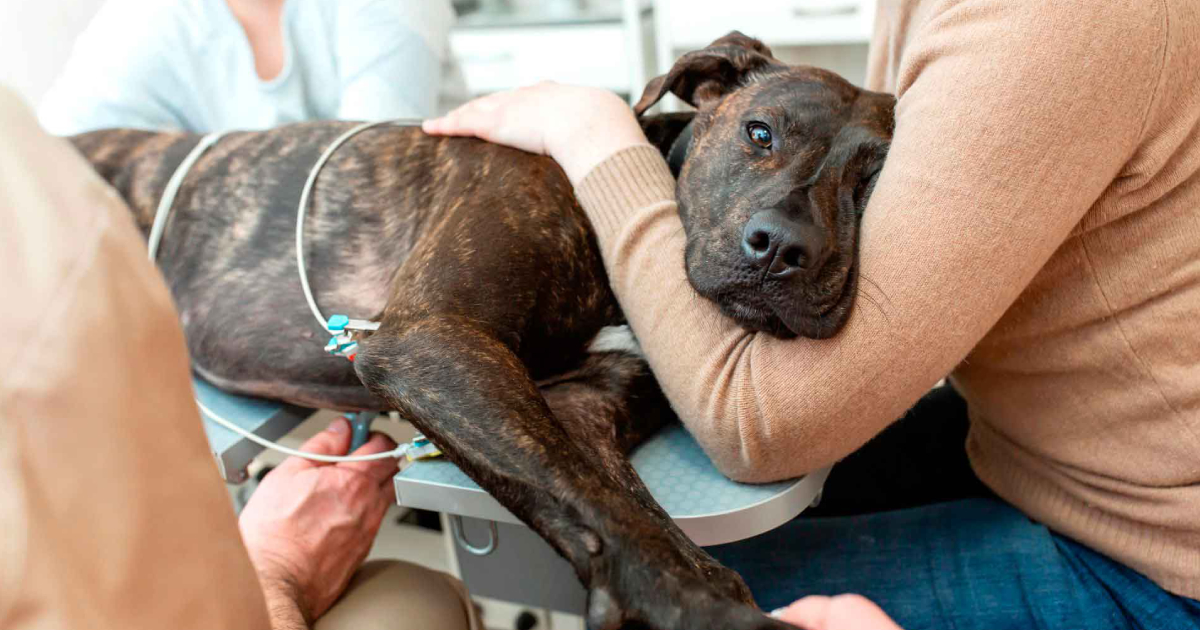 Perrito grave en veterinaria