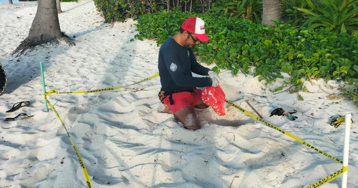 Imagen de una persona protegiendo los huevos de la tortuga mariana