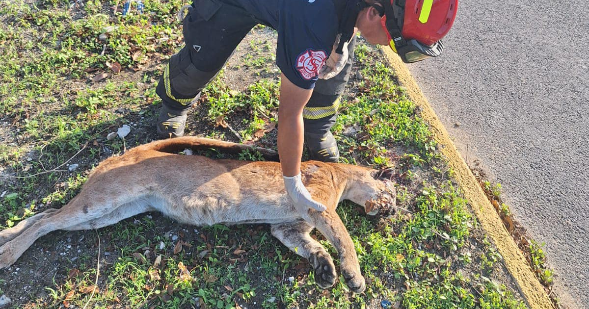 Foto de un puma atropellado