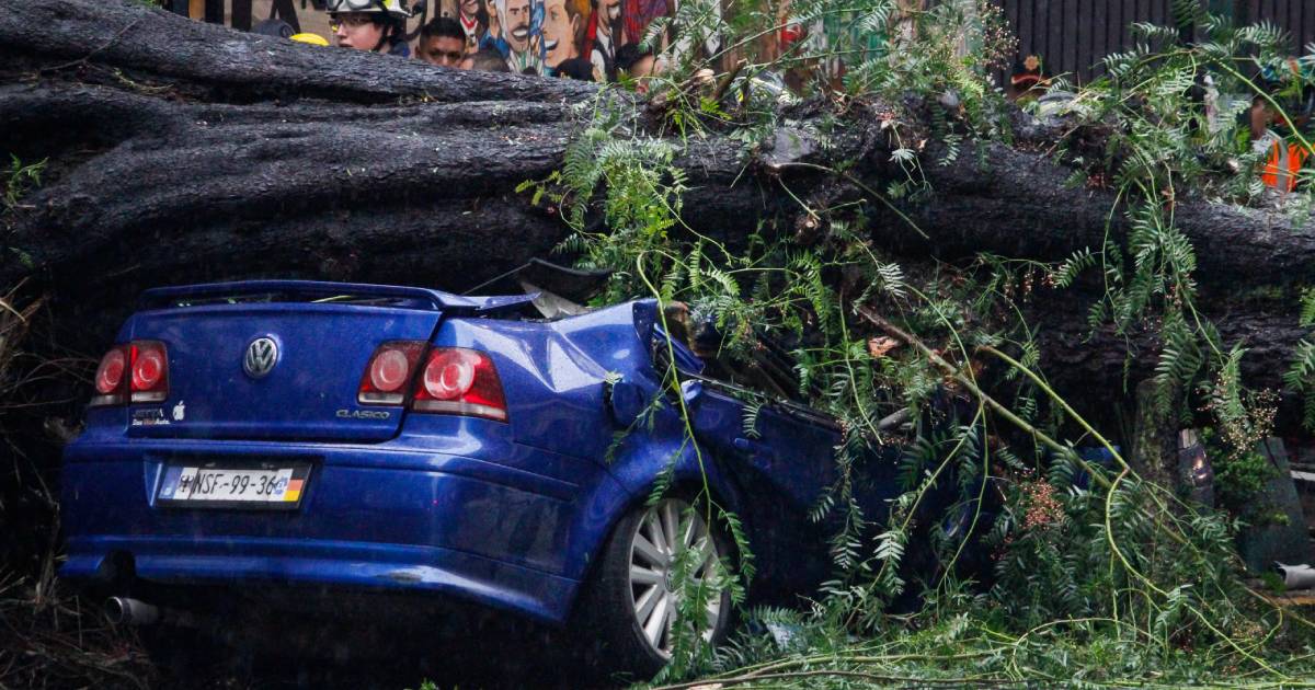 Rescatan a niño tras caída de árbol que aplastó un auto