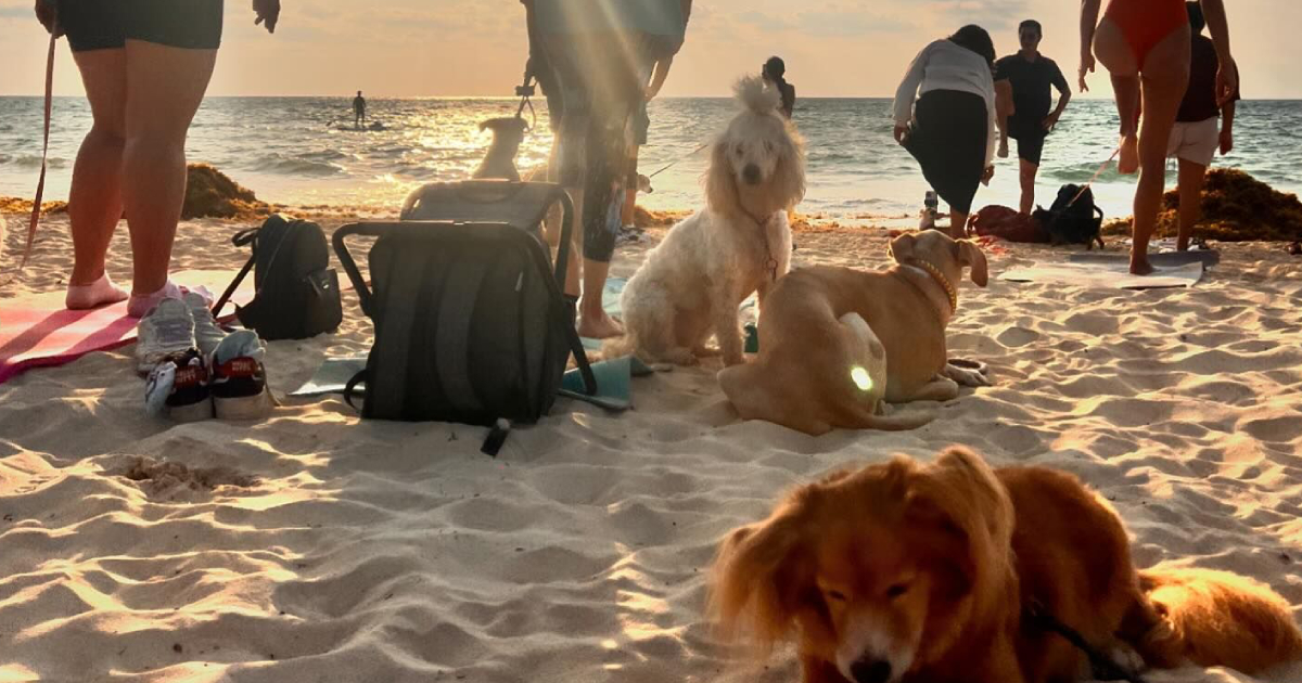 Tendrá Solidaridad la primer playa pública para pasear perros