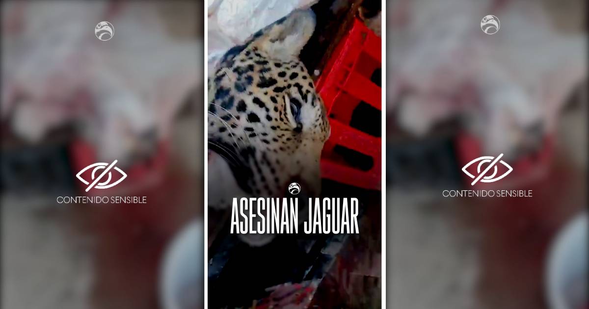 Cazan y descuartizan a jaguar en Yucatán Un crimen atroz que exige justicia