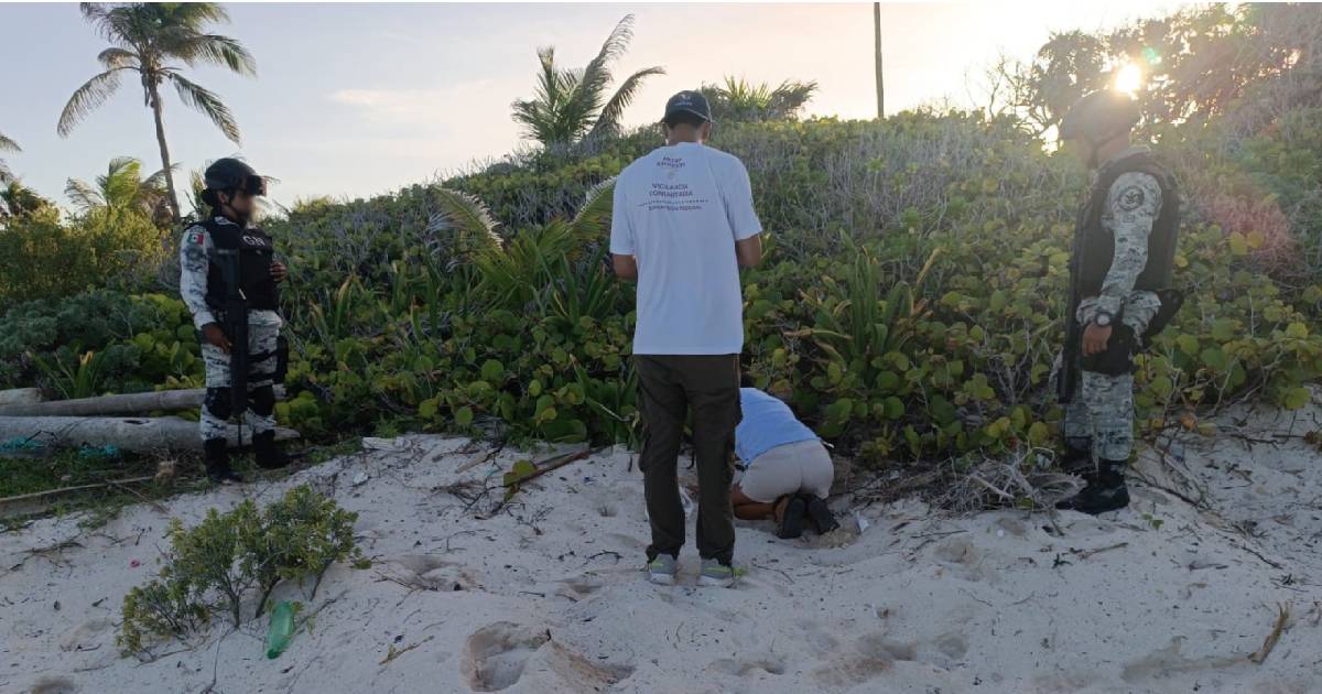 Guardia Nacional frustra robo de huevos de tortuga en Tulum y asegura la supervivencia de la especie