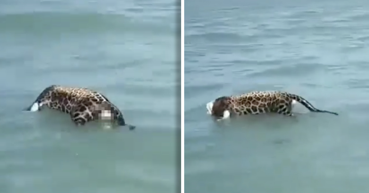 Jaguar sin cabeza en aguas de Campeche