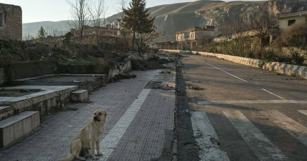 Turquía aprueba ley para eliminar millones de perros callejeros