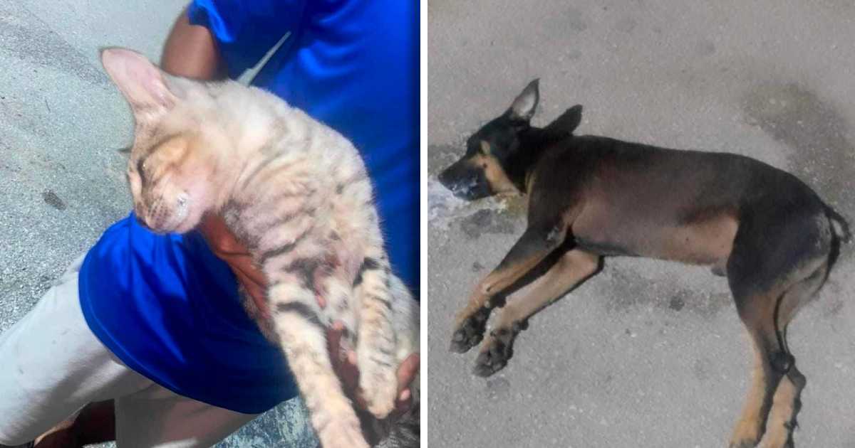 Vecinos de Tulum exigen justicia tras envenenamiento de mascotas