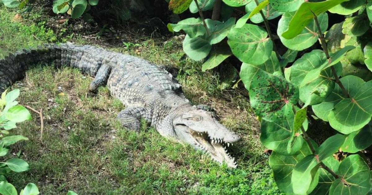 Cocodrilo sorprende a bañistas cerca del paradero en Playa Chac Mool