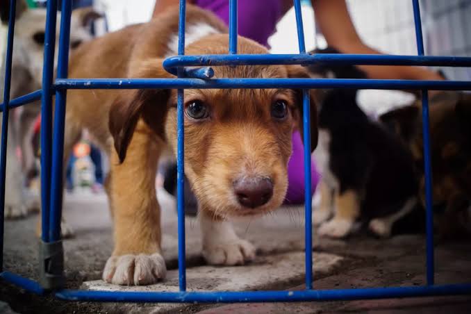 Operativos contra venta ilegal de mascotas