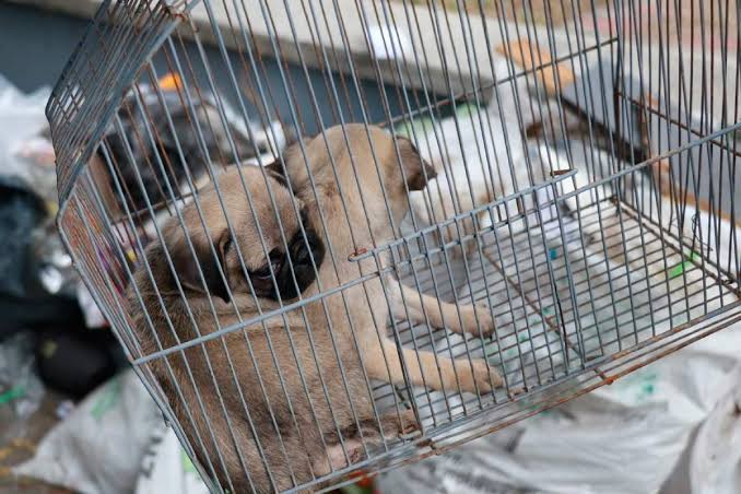 Operativos contra venta ilegal de mascotas