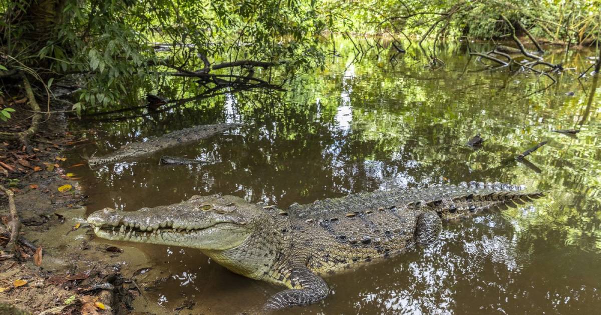 Cocodrilo ataca a joven turista en Cozumel