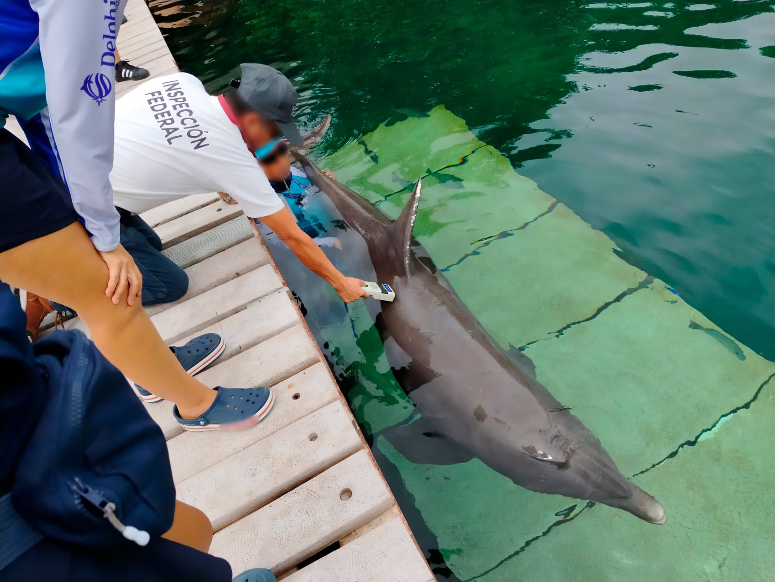 Delfinario del Hotel Barceló bajo inspección de Profepa