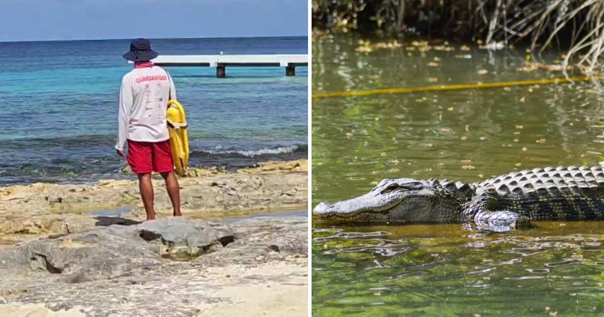 Aumenta la vigilancia por cocodrilos en Playa Casitas.