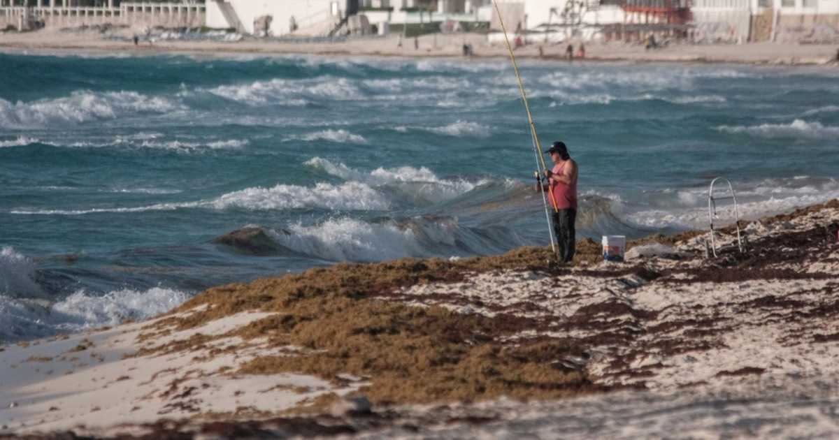 Sargazo convertido en biogás