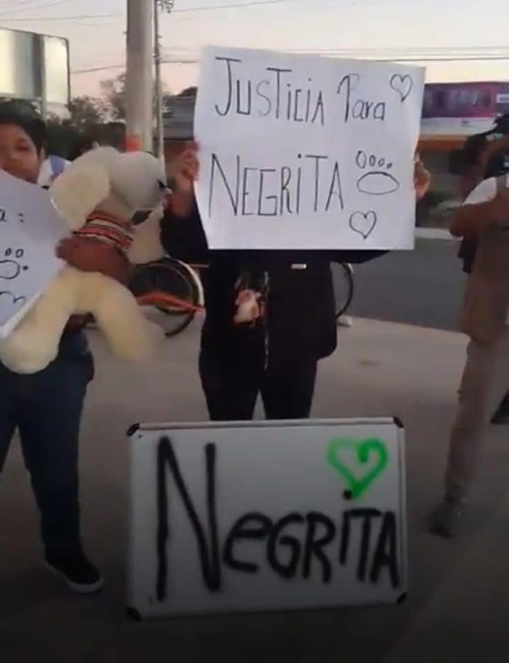 Justicia para la perrita atropellada