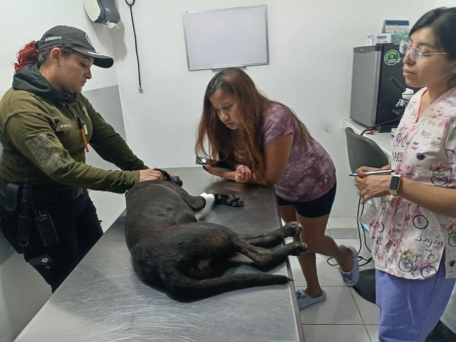 Justicia para la perrita atropellada